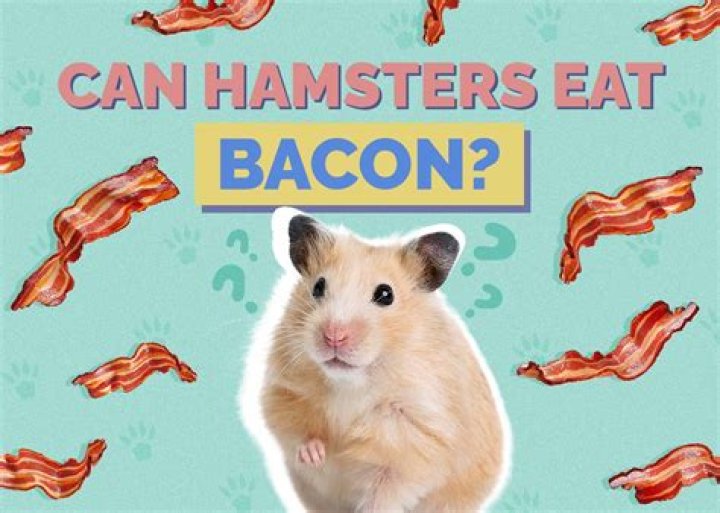 Can hamsters eat bacon?
