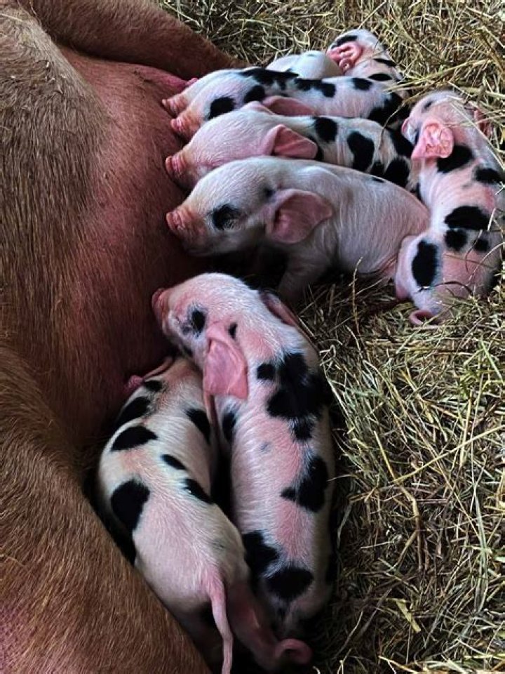 Can sibling pigs have babies?