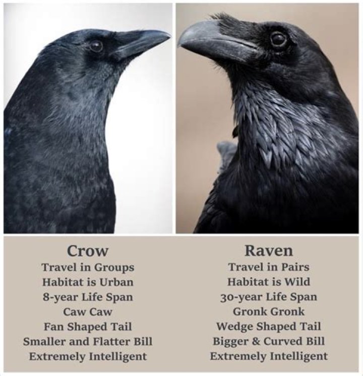 How old do crows live?